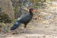 White-winged Guan